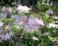 rhododendron canescens 2.jpg